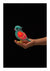 Little Live Pets Lil' Bird Series 13 Assorted